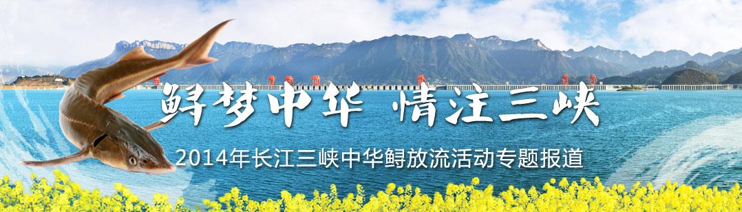 2014年长江三峡中华鲟放流活动 