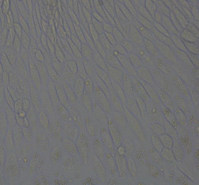 中华鲟物种；；；；ぱ芯啃Ч 