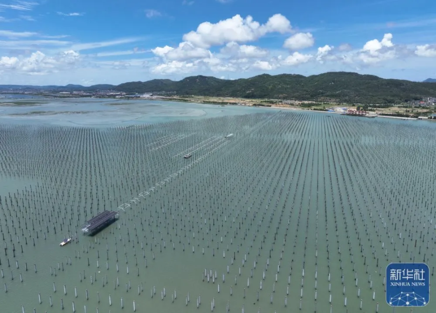 【新华社】福建：海上光伏电站建设忙 